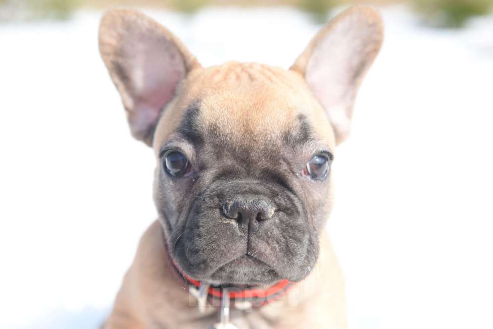 Собаки в Москве: Девочка палевая Девочка, 40 000 руб. - фото 1