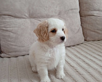 Собаки в Анапе: Щенок мальчик мальтипу/кокер-спаниель Мальчик, 25 000 руб. - фото 5