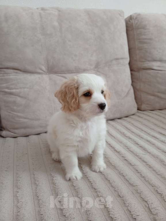 Собаки в Анапе: Щенок мальчик мальтипу/кокер-спаниель Мальчик, 25 000 руб. - фото 5