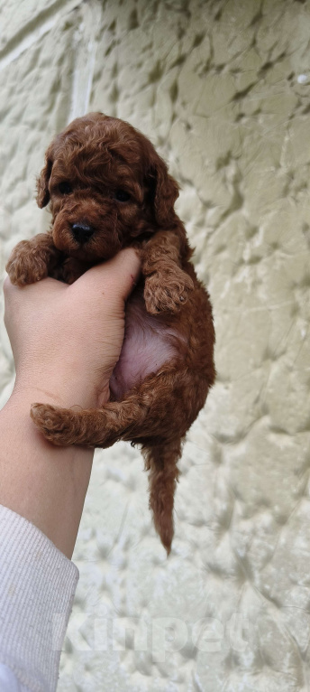 Собаки в Красноярске: Щенок той пудель Мальчик, 60 000 руб. - фото 1