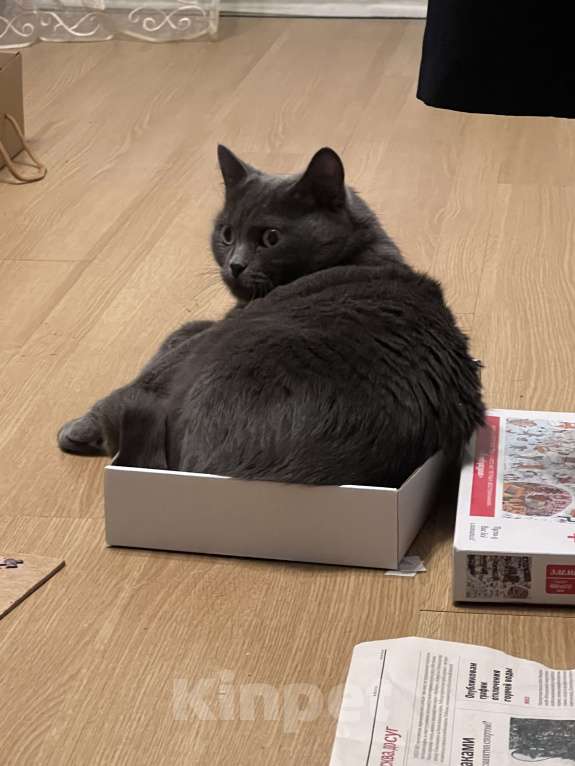 Кошки в Москве: Отдам в добрые руки кошку  Девочка, Бесплатно - фото 2