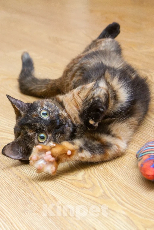 Кошки в Реутове: Подросток в добрые руки Девочка, Бесплатно - фото 7