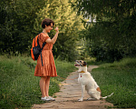 Собаки в Москве: Нежный песик Эмиль ищет дом  Мальчик, 55 руб. - фото 5