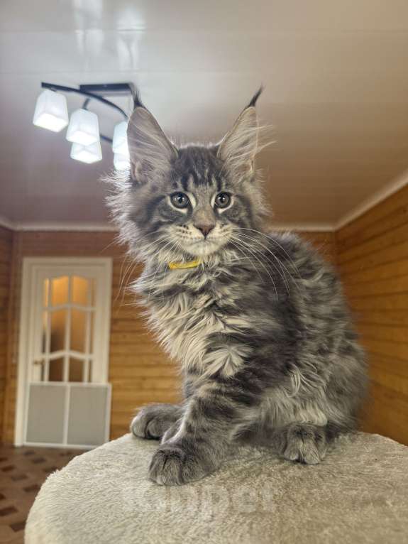 Кошки в Москве: Мейн-кун котенок Мальчик, 50 000 руб. - фото 3
