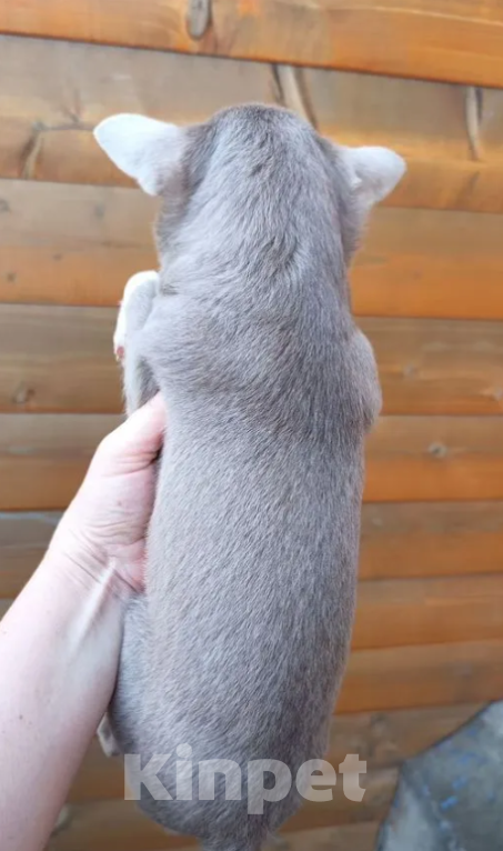 Собаки в Самаре: Чихуахуа девочка Девочка, 50 000 руб. - фото 2