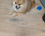 Собаки в Балашихе: Померанский шпиц Девочка, 10 000 руб. - фото 1