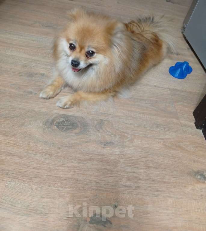 Собаки в Балашихе: Померанский шпиц Девочка, 10 000 руб. - фото 1