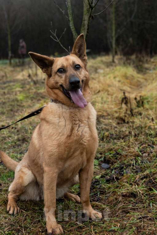 Собаки в Москве: Лаки Девочка, Бесплатно - фото 5