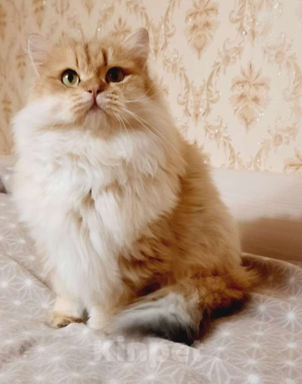 Кошки в Ореховом-Зуево: Золотая шиншилла Мальчик, 10 000 руб. - фото 1