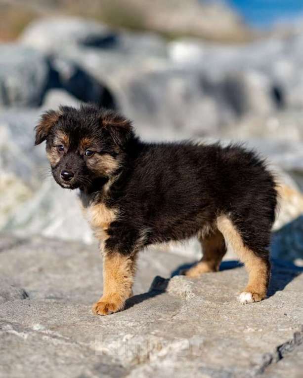 Собаки в Москве: Щенки ищут тёплый дом и любящее сердце! Девочка, Бесплатно - фото 6