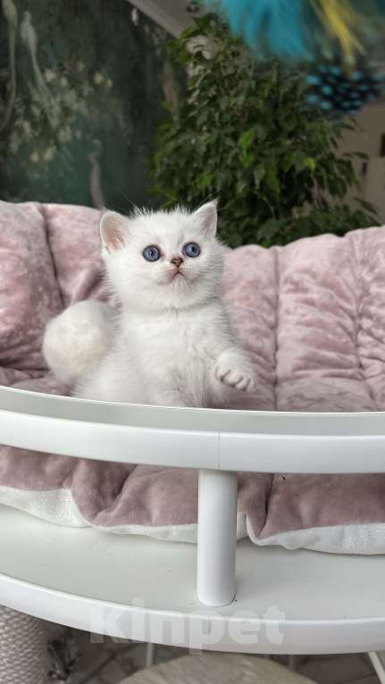 Кошки в Нижнем Новгороде: Шикарная девочка, возможно в разведение!  Девочка, Бесплатно - фото 2