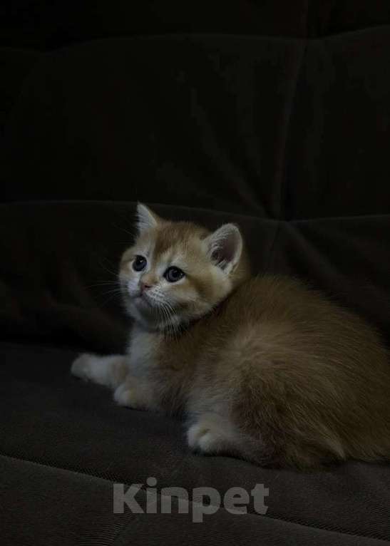 Кошки в Москве: Британская короткошерстная золотого окраса Разнополые, 30 000 руб. - фото 4