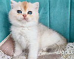 Кошки в Воронеже: Серебристая шиншилла Девочка, 35 000 руб. - фото 3