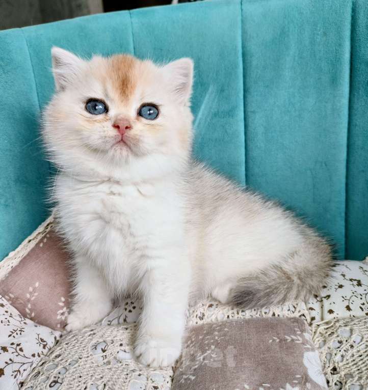 Кошки в Воронеже: Серебристая шиншилла Девочка, 35 000 руб. - фото 3