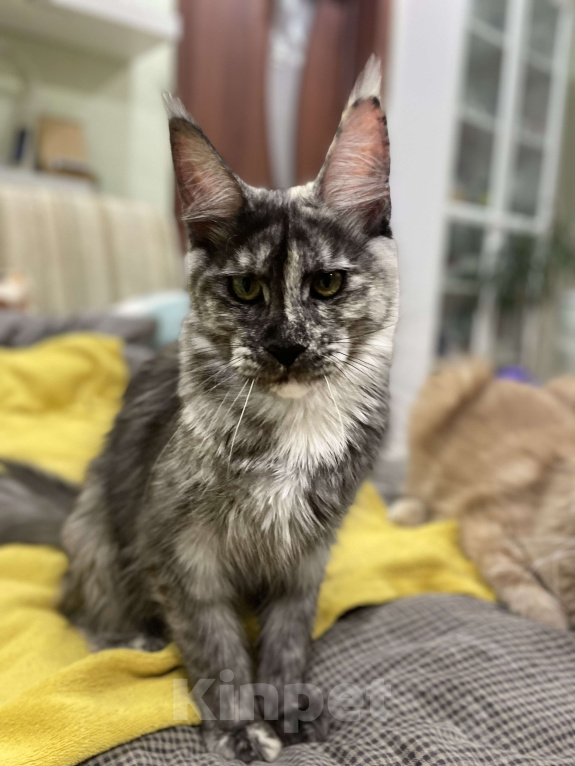 Кошки в Чайковском: Девочка Мейн кун.  MCO окрас- fs (дымная черепаха ) Девочка, 35 000 руб. - фото 10
