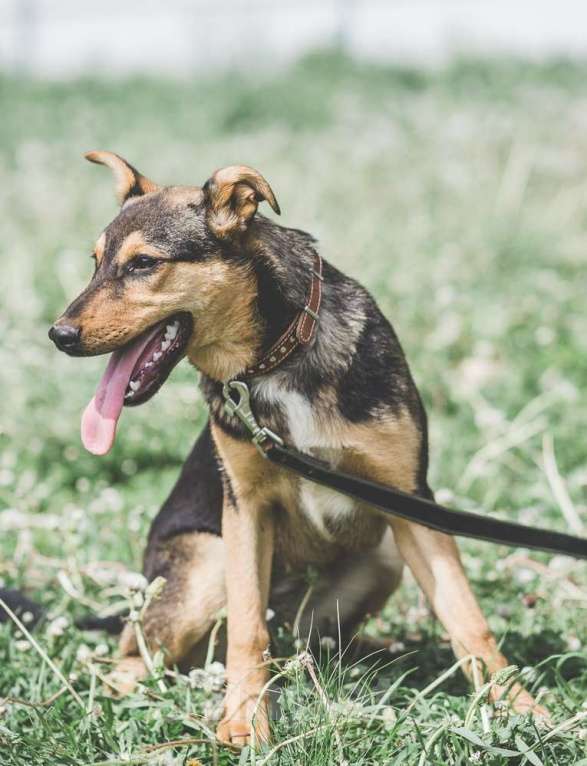Собаки в Москве: Талли. Заводной апельсин из приюта Девочка, 1 руб. - фото 4
