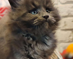 Кошки в Москве: Шикарные мейн куны. Мальчик, 50 000 руб. - фото 7