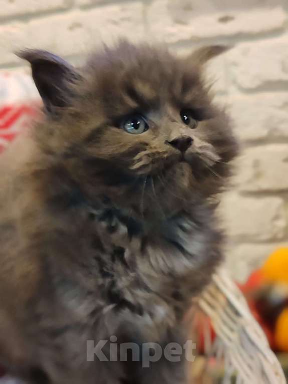 Кошки в Москве: Шикарные мейн куны. Мальчик, 50 000 руб. - фото 7