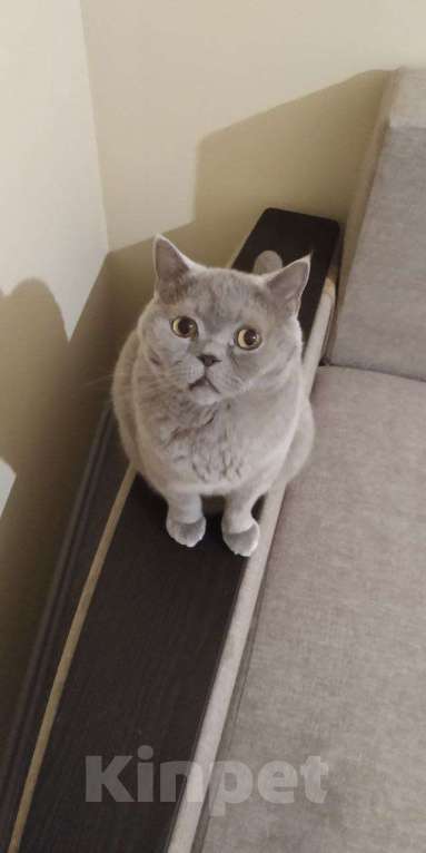 Кошки в Балашихе: Кот Бус. Мальчик, Бесплатно - фото 1