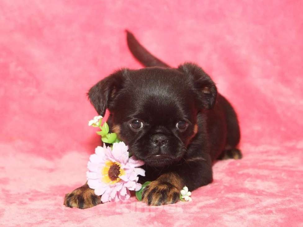 Собаки в Санкт-Петербурге: Красивая девочка  Девочка, 80 000 руб. - фото 6