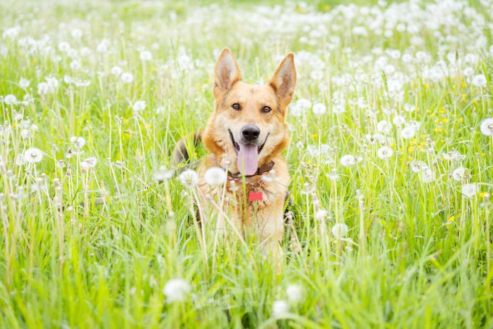 Собаки в Москве: Ласковый мальчишка в добрые руки! Мальчик, Бесплатно - фото 6