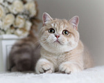 Кошки в Владивостоке: Британский Котёнок. Девочка драгоценного окраса Девочка, 60 000 руб. - фото 4