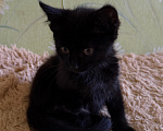 Кошки в Рязани: Ищем семью Мальчик, Бесплатно - фото 3