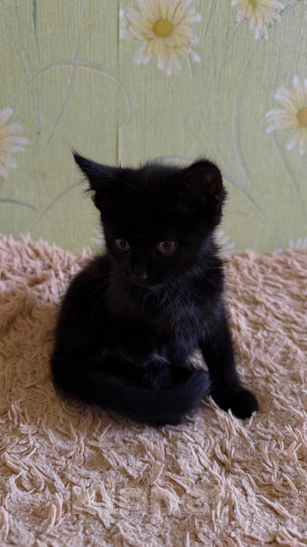 Кошки в Рязани: Ищем семью Мальчик, Бесплатно - фото 3