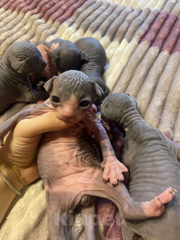 Кошки в Москве: Мальчик биколор ( светлый)  Мальчик, 30 000 руб. - фото 2