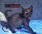 Кошки в Липецке: Отдам в добрые руки красивых котят!) Мальчик, Бесплатно - фото 2
