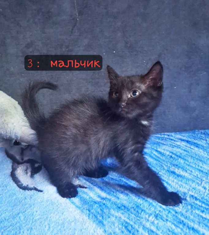 Кошки в Липецке: Отдам в добрые руки красивых котят!) Мальчик, Бесплатно - фото 2