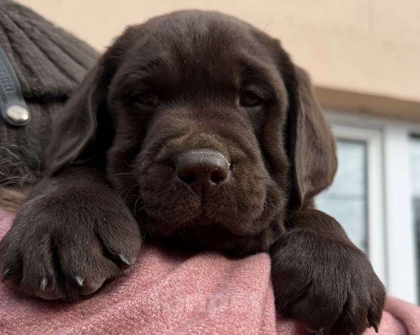 Собаки в Екатеринбурге: Питомник щенков лабрадор ретривер Мальчик, Бесплатно - фото 3