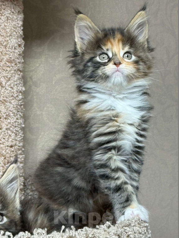 Кошки в Новосибирске: Продам кошечку Девочка, 50 000 руб. - фото 3