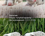 Собаки в Москве: Щенки бордер колли Разнополые, Бесплатно - фото 4