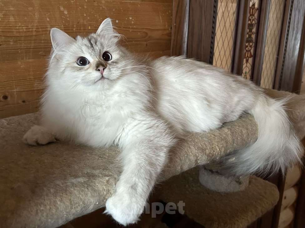 Кошки в Москве: Котик золотого окраса Мальчик, 60 000 руб. - фото 1