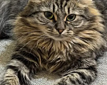 Кошки в Санкт-Петербурге: Кошечка Милана Девочка, Бесплатно - фото 1