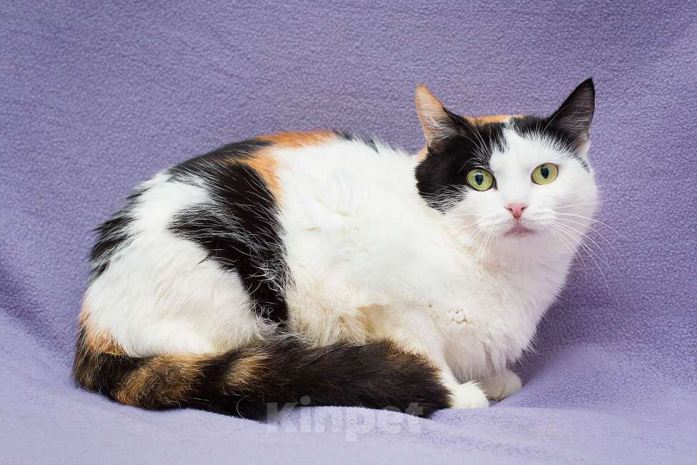 Кошки в Москве: Элис очень хочет домой Девочка, Бесплатно - фото 3