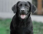 Собаки в Санкт-Петербурге: Щенок лабрадора-черный мальчик Мальчик, 90 000 руб. - фото 2