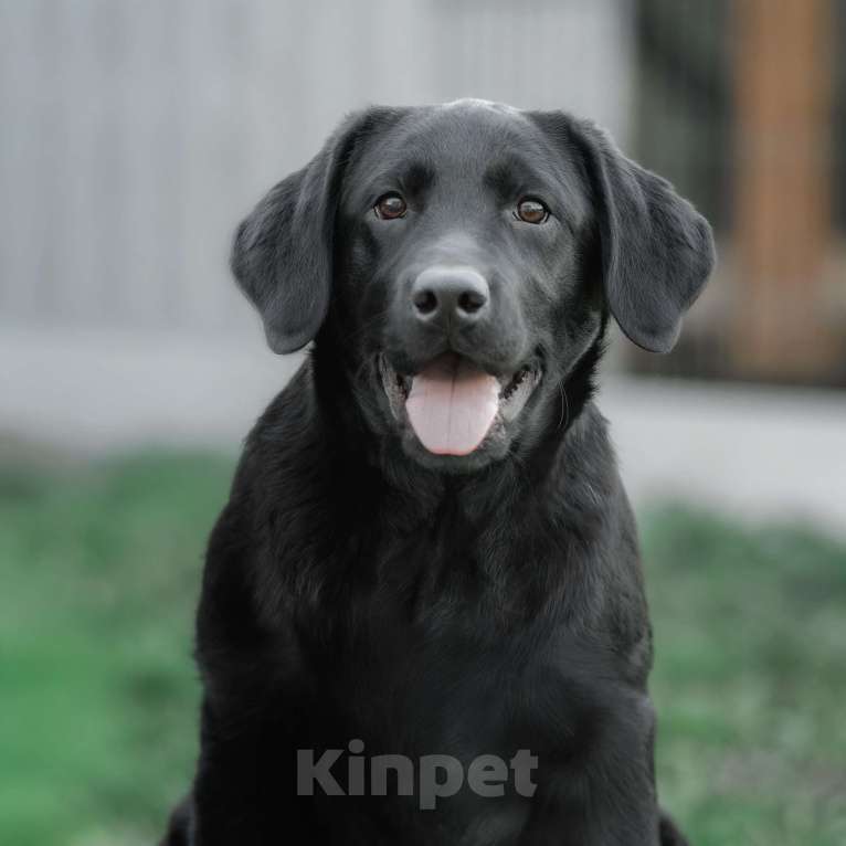 Собаки в Санкт-Петербурге: Щенок лабрадора-черный мальчик Мальчик, 90 000 руб. - фото 2