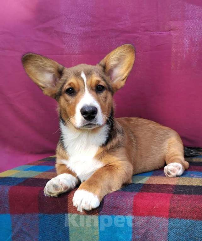 Собаки в Екатеринбурге: Щенки Корги Кардиган  Мальчик, Бесплатно - фото 6