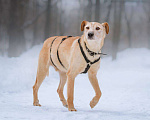 Собаки в Москве: Паппи ищет дом  Мальчик, Бесплатно - фото 1