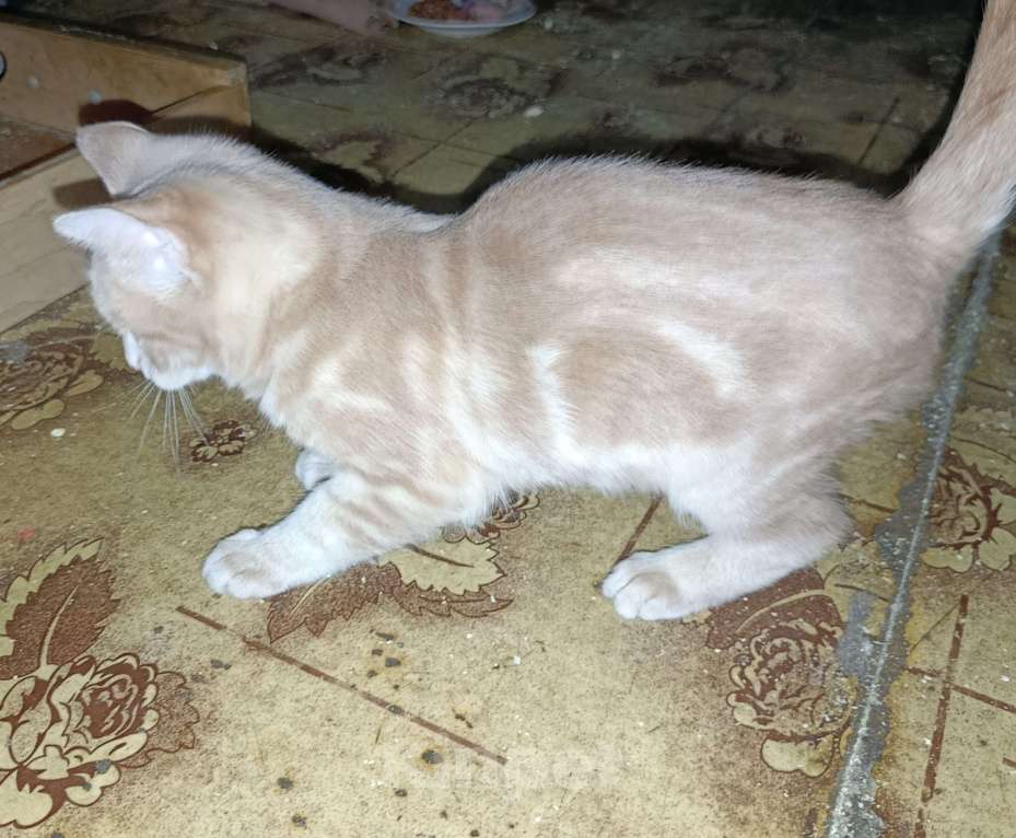 Кошки в Москве: Рыжий Дони Мальчик, Бесплатно - фото 2