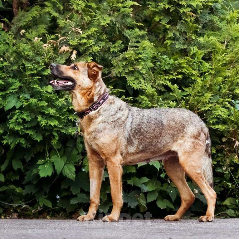 Собаки в Москве: Фреда милая и обаятельная  Девочка, Бесплатно - фото 3