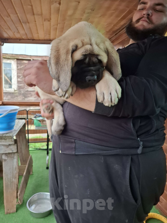 Собаки в других городах Московской области: Мастиф Кобель  Мальчик, Бесплатно - фото 4