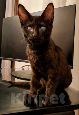 Кошки в Москве: Лайла котенок в добрые руки  Девочка, Бесплатно - фото 5