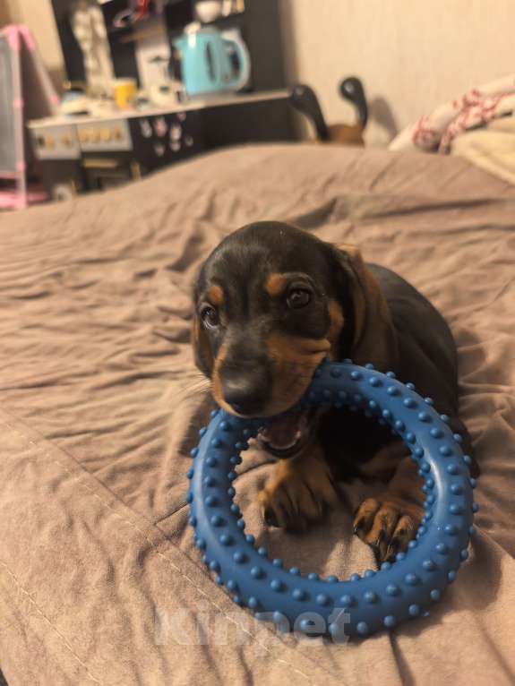 Собаки в Красноярске: Щенок таксы , девочка  Девочка, 8 500 руб. - фото 2