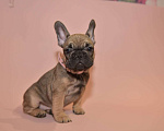 Собаки в Москве: Девочка французского бульдога  Девочка, 50 000 руб. - фото 2