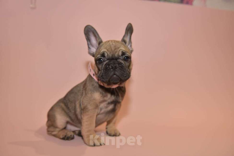 Собаки в Москве: Девочка французского бульдога  Девочка, 50 000 руб. - фото 2