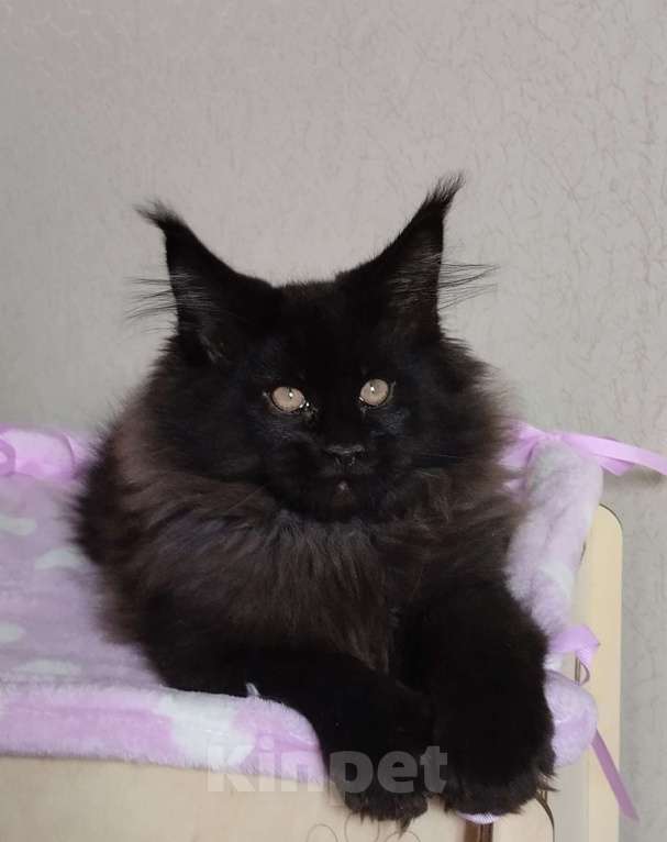 Кошки в Казани: Котик Мейн кун Мальчик, 55 000 руб. - фото 1