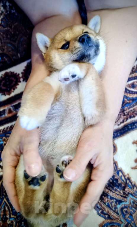 Собаки в других городах Ленинградской области: Великолепные щенки породы Сиба-ину Девочка, Бесплатно - фото 6